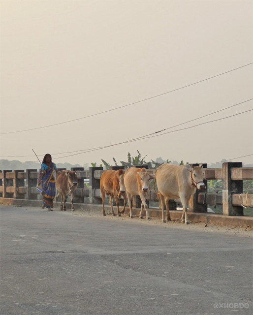 Rural woman returns from field with Her cattle