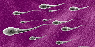 Illustration of Sperm