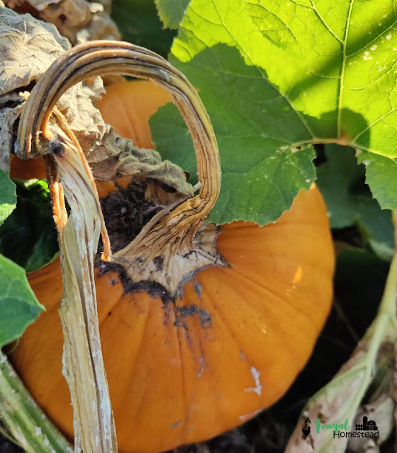 how to save pumpkin seeds