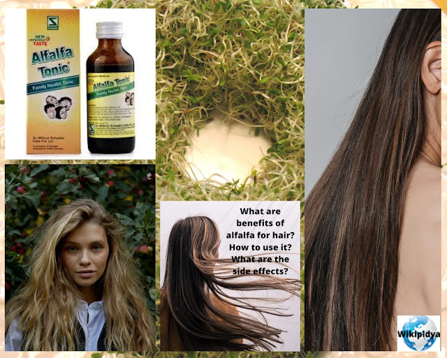 wikipidya, What are benefits of alfalfa for hair? How to use alfalfa for hair? What are the side effects of alfalfa? health benefits of alfalfa,alfalfa benefits,alfalfa,benefits of alfalfa,health benefits of alfalfa sprouts,what are the benefits of alfalfa,alfalfa sprouts,alfalfa health benefits,alfalfa sprouts benefits,benefit of alfalfa,10 benefits of alfalfa,alfalfa for hair,10 health benefits of alfalfa,benefits of alfalfa supplements,benefits of eating alfalfa sprouts,benefits from alfalfa,alfalfa benefits and side effects,benefits of alfalfa leaf for skin