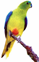 Orange-bellied Parrot