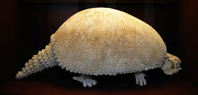 Glyptodon fósil