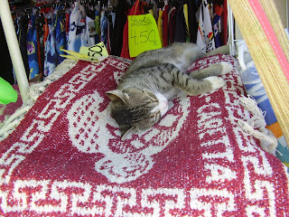 Lazy cat in a Tsivili supermarket