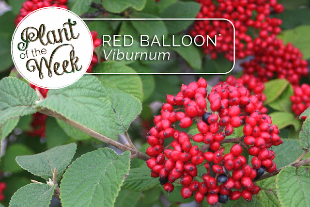 Red Balloon Viburnum from Proven Winners