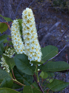 Prunus virginiana