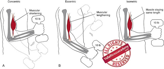 أشكال الإنقباض العضلي - الأيزوميترك و الأيزوتونيك