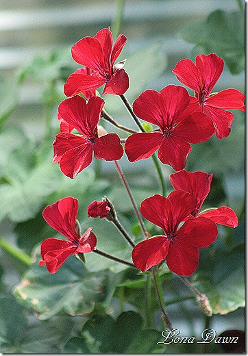 Geranium_Caliente_Fire_June26