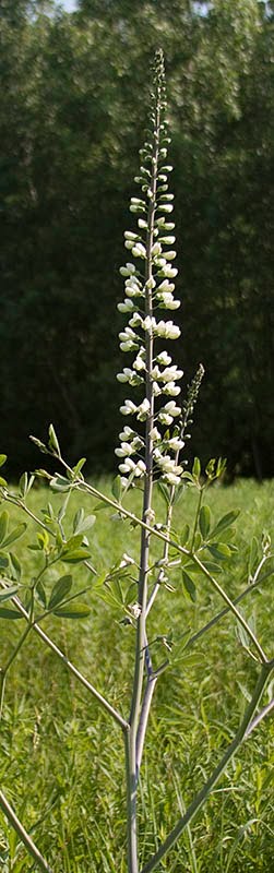 White wild indigo (Baptisia alba)