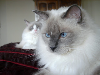 Ragdoll Cat Picture