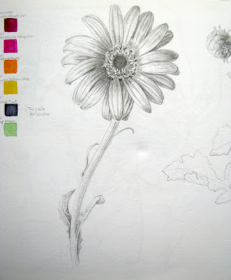 Sketchbook study chrysanthemum flower in graphite with colour notes, Shevaun Doherty