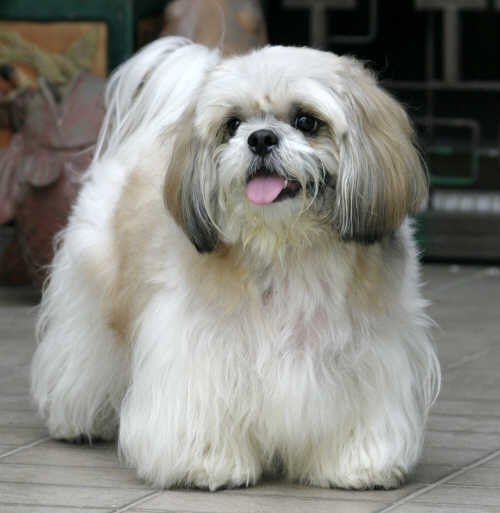 Lhasa Apso Shih Tzu Dogs