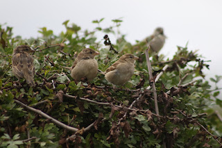 House Sparrows