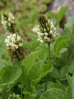 Psoralée acaule - Bituminaria acaulis