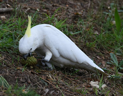  Sulphur Crested Cockatoos