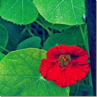 nasturtium afer rain