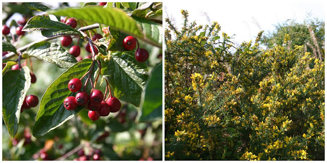 Not sure what these berries are, but gorse bushes are unmistakable!