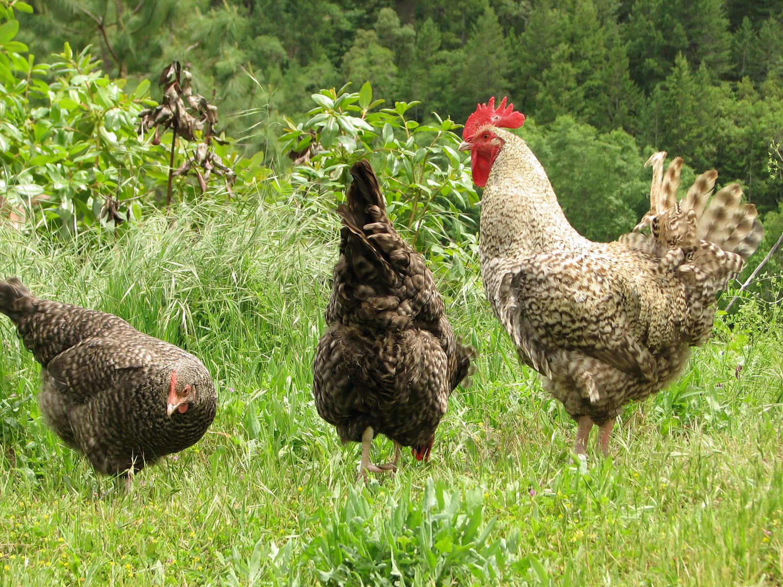 Raising Wildwood Chickens: Cuckoo Marans