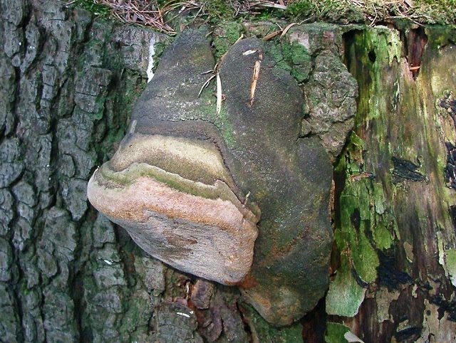 Phellinus hartigii