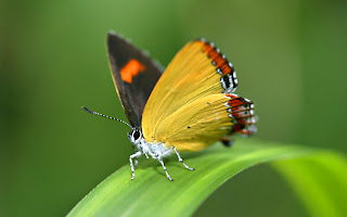 kupu-kupu yang indah atau cantik