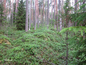 forest in Finland