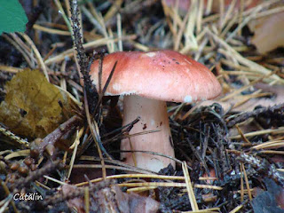 Russula rosea DSC125471