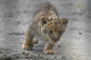 Liger - Hybrid cross between a Male Lion and a Tigress