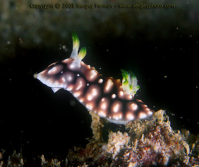 Chromodoris geometrica