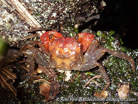 Little Land Crab (Geosesarma nemesis)