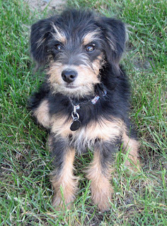 Welsh Terrier Puppy Picture