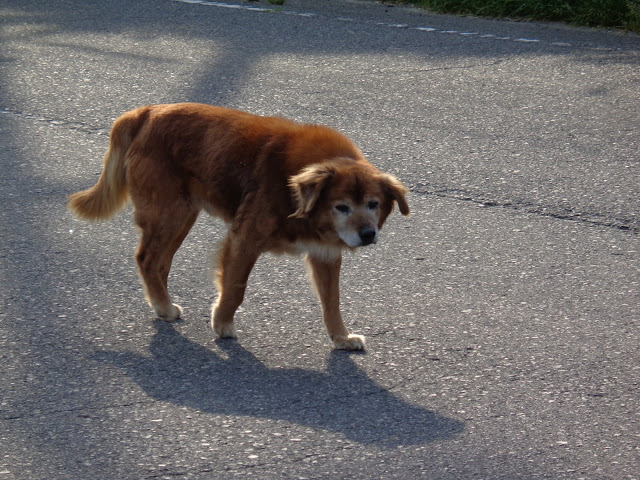 香取展望駐車場付近で見かけた犬