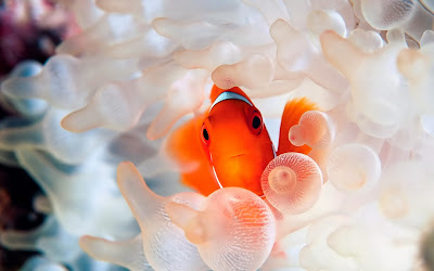 Clownfish coral reef fish wallpaper