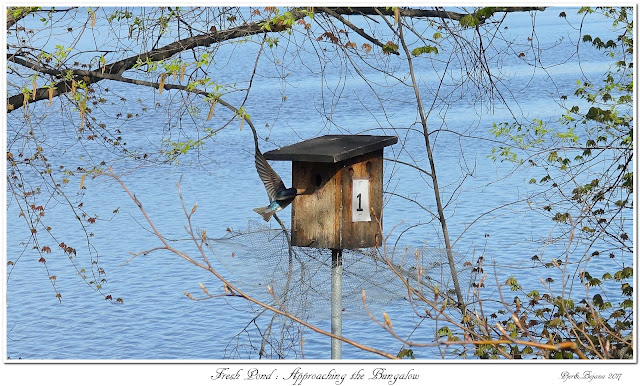 Fresh Pond: Approaching the Bungalow