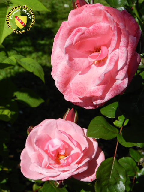 VILLERS-LES-NANCY (54) - La roseraie du Jardin botanique du Montet - Rose Pink Perpetue