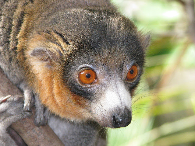 Lemur