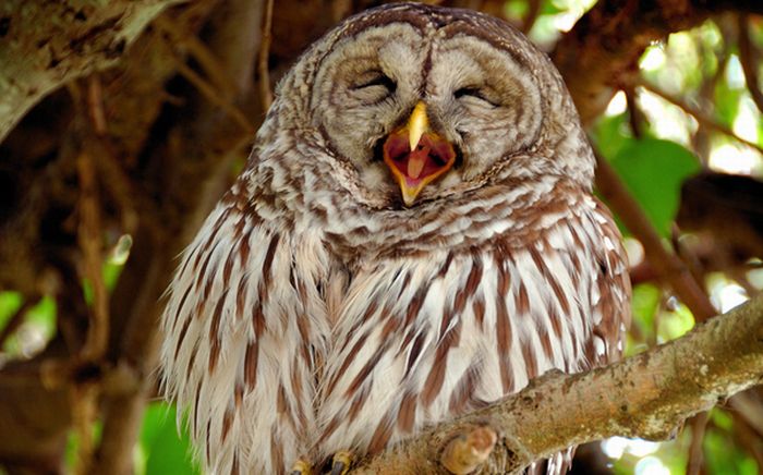 pictures-of-funny-laughing-owls