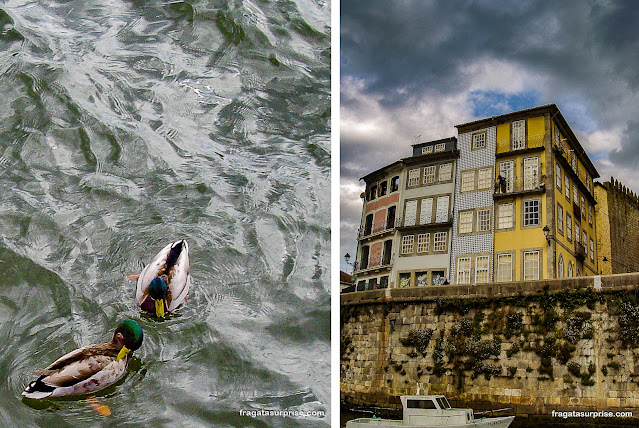 Patinhos nadando no Rio Douro e casarões da Ribeira do Porto, Portugal