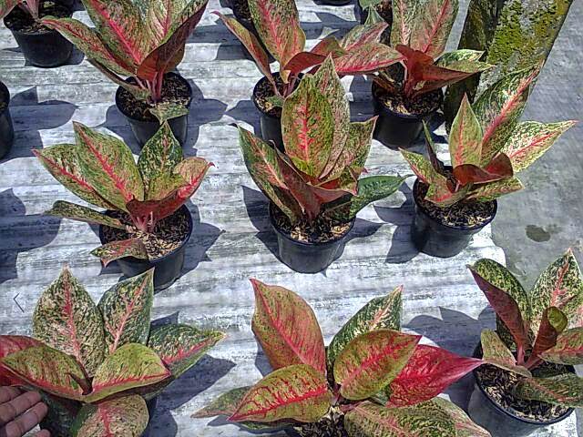 Aglaonema Tiara