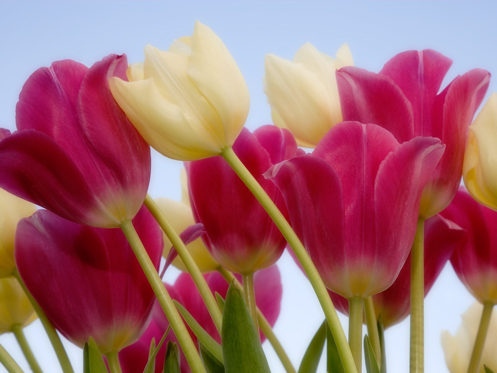 Yellow Tulips wallpapers