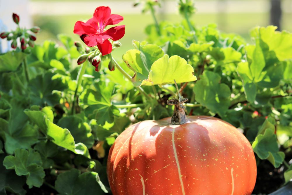 fall-decorating-homemaking-porch-decor-pumpkins-wreath-athomewithjemma