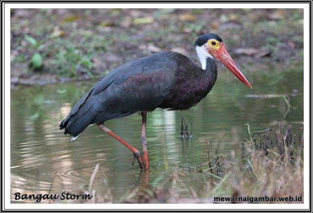 Daftar Nama Burung Langka Dan Terancam Punah Nama 