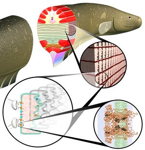 Electric eel anatomy.