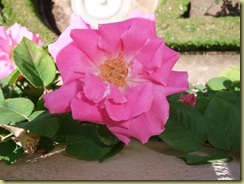Rose 1