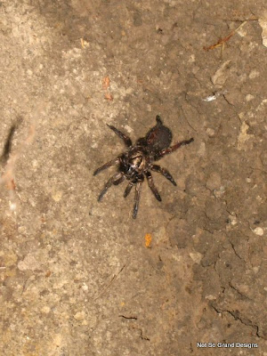 Hairy brown spider