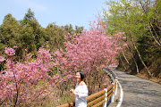 After Negoroji TempleCruisin with sakura in Wakayama and Osaka