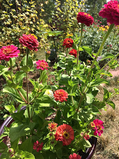 Beautiful Zinnias