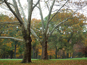 . of my most favorite days included a beautiful walk through Central Park. (central park )