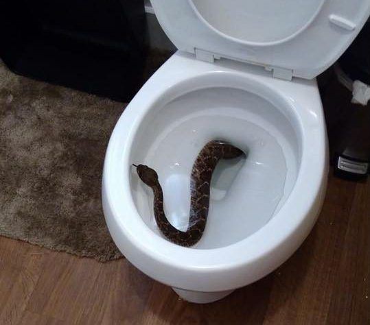 Família encontra cobra em vaso sanitário e descobre que havia mais 23 serpentes