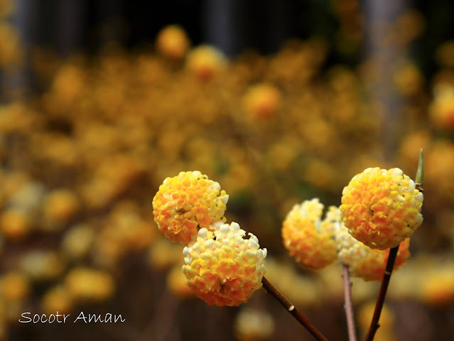 Edgeworthia chrysantha