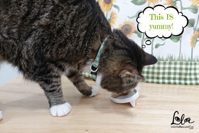 tabby cat eating catit creamy treats
