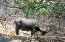 kerbau liar di Taman Nasional Komodo memiliki keunikan karena badannya yang relatif lebih kecil dari kerbau pada umumnya di tempat lain